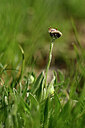 BUITEN BEELD Foto: 445096