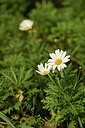 BUITEN BEELD Foto: 445099