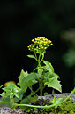 BUITEN BEELD Foto: 445102