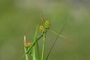 BUITEN BEELD Foto: 445103