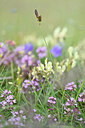 BUITEN BEELD Foto: 445104