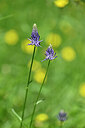 BUITEN BEELD Foto: 445115