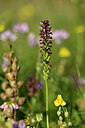 BUITEN BEELD Foto: 445117