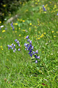 BUITEN BEELD Foto: 445121