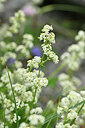 BUITEN BEELD Foto: 445128