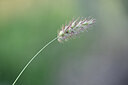 BUITEN BEELD Foto: 445132