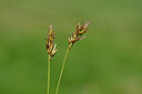 BUITEN BEELD Foto: 445135