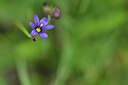 BUITEN BEELD Foto: 445138