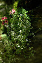 BUITEN BEELD Foto: 445139