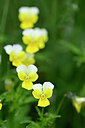 BUITEN BEELD Foto: 445143