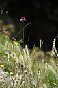 BUITEN BEELD Foto: 445145