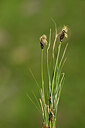 BUITEN BEELD Foto: 445146