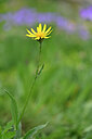 BUITEN BEELD Foto: 445148