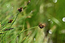 BUITEN BEELD Foto: 445149