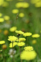 BUITEN BEELD Foto: 445152