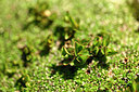 BUITEN BEELD Foto: 445153