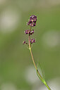 BUITEN BEELD Foto: 445155