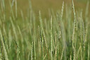 BUITEN BEELD Foto: 445162