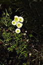 BUITEN BEELD Foto: 445170