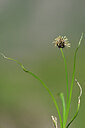BUITEN BEELD Foto: 445172