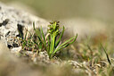 BUITEN BEELD Foto: 445178