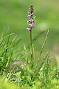 BUITEN BEELD Foto: 445180