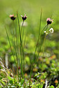 BUITEN BEELD Foto: 445181