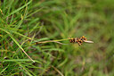 BUITEN BEELD Foto: 445185