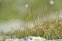 BUITEN BEELD Foto: 445191