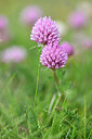 BUITEN BEELD Foto: 445193