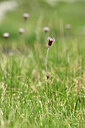 BUITEN BEELD Foto: 445204