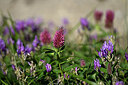 BUITEN BEELD Foto: 445213