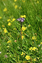 BUITEN BEELD Foto: 445219