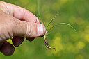 BUITEN BEELD Foto: 445224