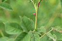 BUITEN BEELD Foto: 445228
