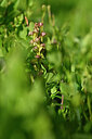 BUITEN BEELD Foto: 445229