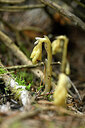 BUITEN BEELD Foto: 445233