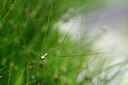 BUITEN BEELD Foto: 445234