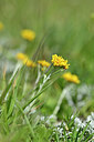 BUITEN BEELD Foto: 445235
