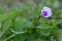 BUITEN BEELD Foto: 445237