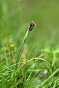 BUITEN BEELD Foto: 445239