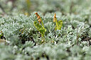 BUITEN BEELD Foto: 445240