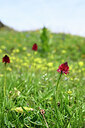BUITEN BEELD Foto: 445245