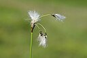 BUITEN BEELD Foto: 445247