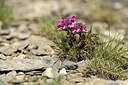 BUITEN BEELD Foto: 445256
