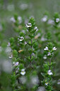 BUITEN BEELD Foto: 445257