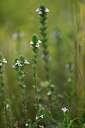 BUITEN BEELD Foto: 445259