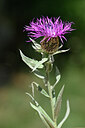 BUITEN BEELD Foto: 445262