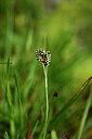 BUITEN BEELD Foto: 445264