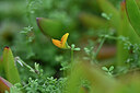 BUITEN BEELD Foto: 445265